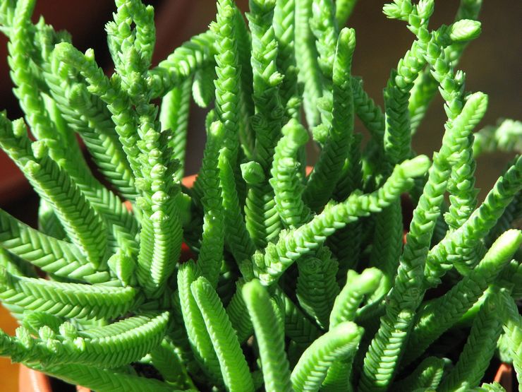 Crassula lymphoid