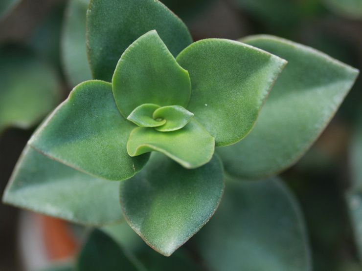 Crassula lakta