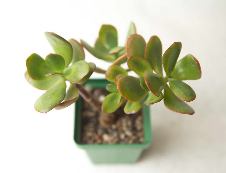 Crassula-Transplantation