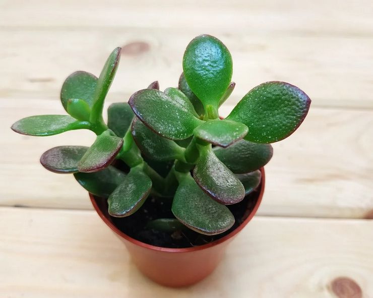 Crassula-Zuchtmethoden