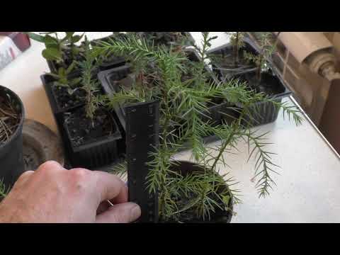 Cryptomeria und immergrüne Pyramidenzypresse aus Samen, ein Jahr später.