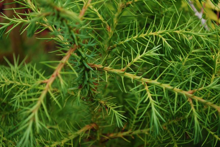 Cryptomeria-Eleganz