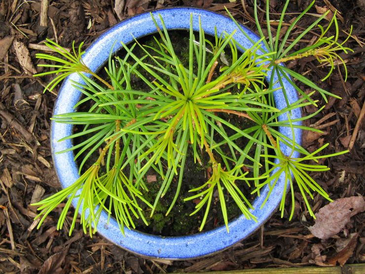 Wachsende Cryptomeria aus Samen