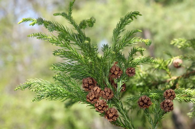 Cryptomeria-Pflanze