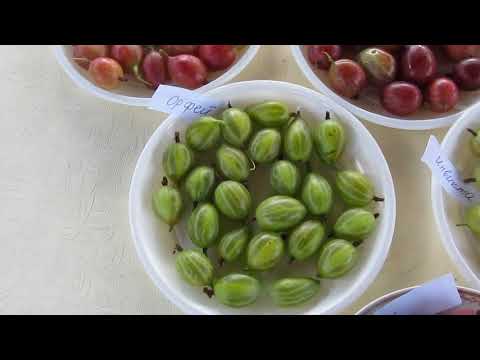 Videogjennomgang av stikkelsbærvarianter 2018