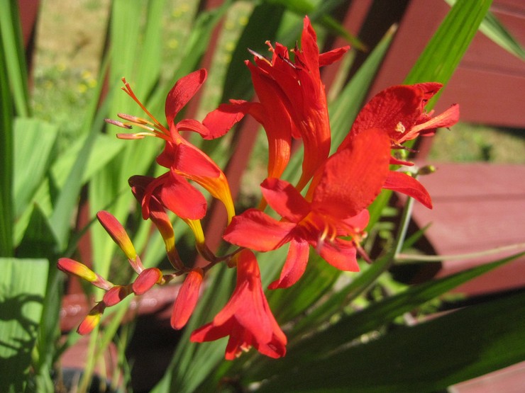 Crocosmia péče na zahradě