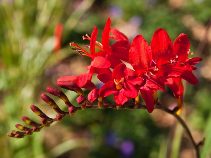 Crocosmia (montbrecia) - výsadba a péče na otevřeném poli. Pěstování krokosmie ze semen. Popis, typy s fotografiemi