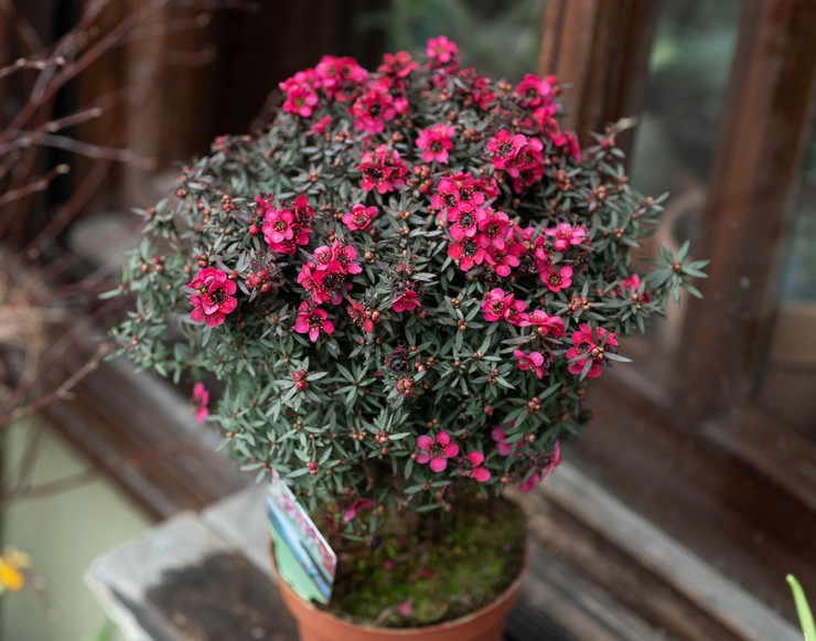Leptoospermum zu Hause pflegen