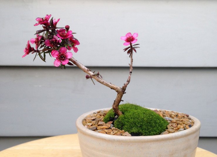 Fortpflanzungsmethoden von Leptospermum