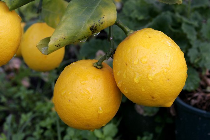 Oblíbené odrůdy citronu