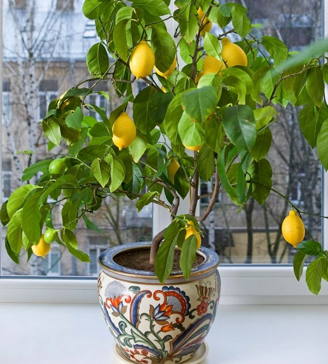 Pěstování a péče o citron doma