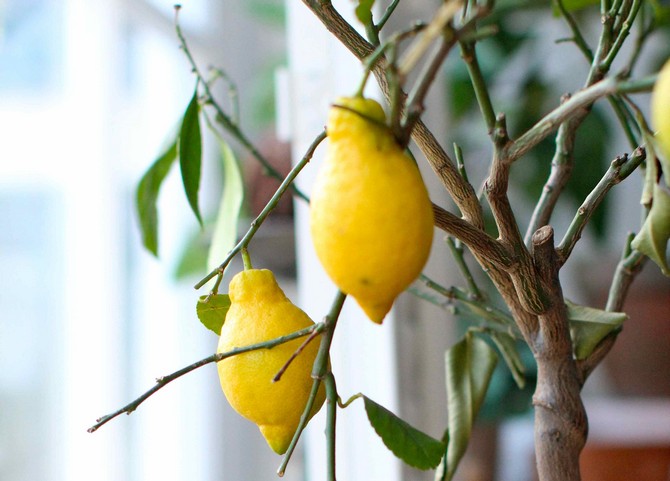 Tipps und Feinheiten für die Züchtung von Zitrone aus ksotochka