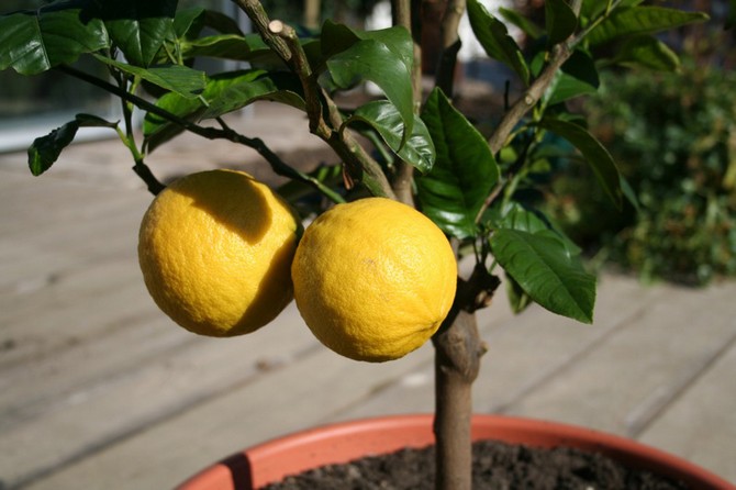 Citron - domácí péče a pěstování. Výsadba a reprodukce. Popis, odrůdy, fotografie