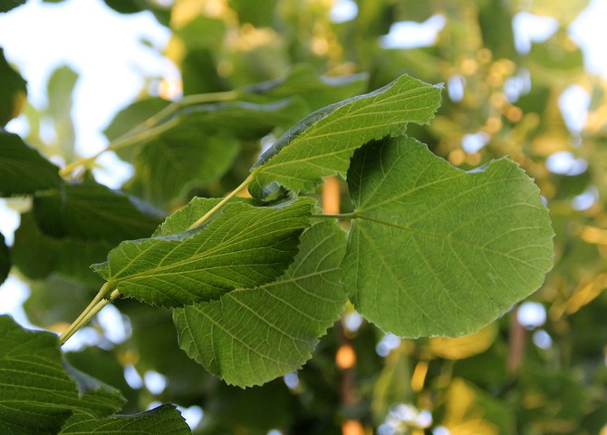 Blätter von besonderer Form, in Form eines Herzens mit verschiedenen Seiten und einer Spitze an der Spitze