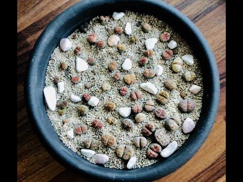 Lithops. Istutus ja vinkit