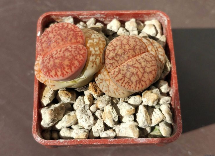 Lithops of Bromfield