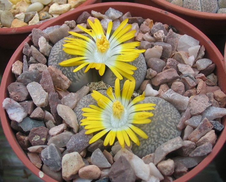 Lithops of Compton