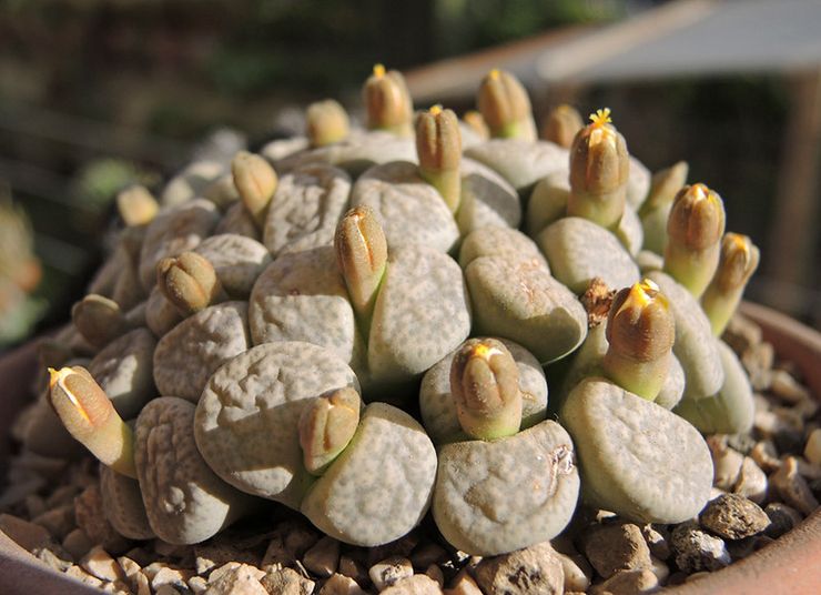 Lithops Franz