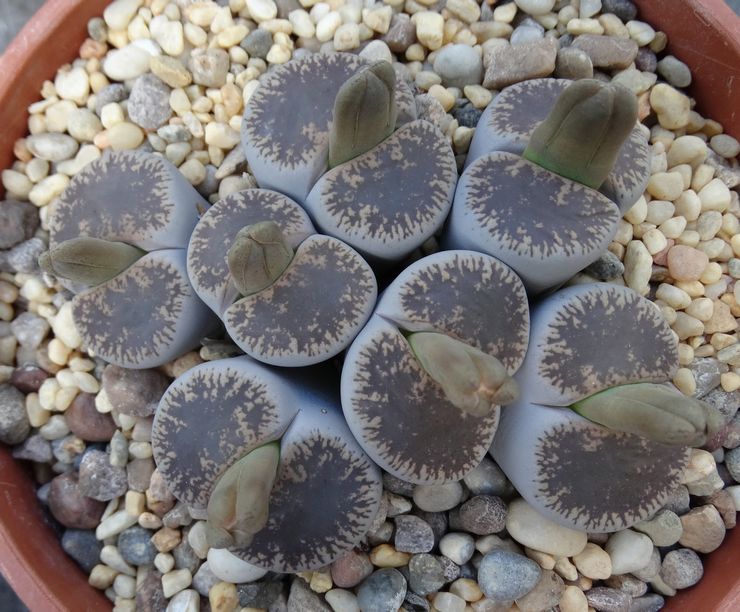 Lithops Leslie