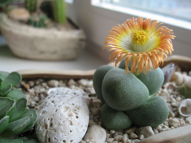 Lithops hoitaa kotona