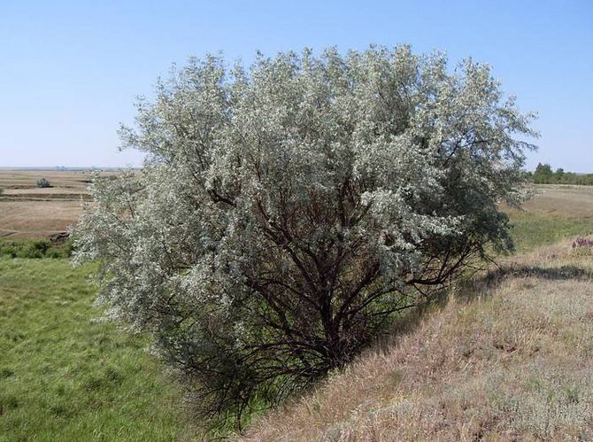 היכן צומח עץ האווז