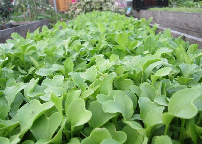 Reddik regnes som den mest upretensiøse korsblomstplanten.