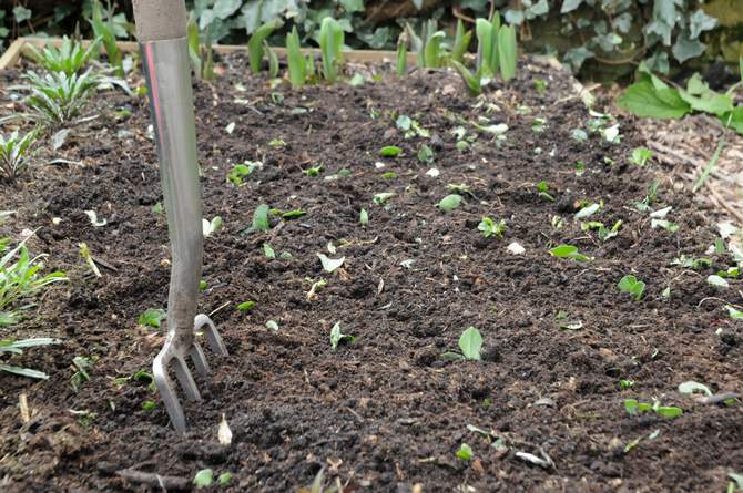 Beste grønn gjødselplanter: korsblomst