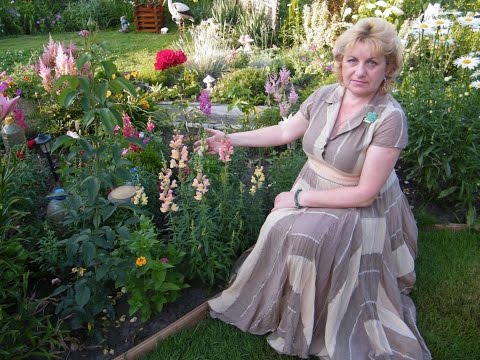 LÖWENMAUL. Wachsen und pflegen. Ein Regenbogen der Stimmung. Blumen im Garten