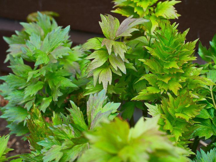 Lovage officinalis