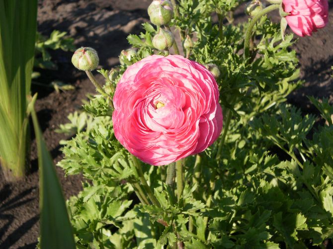 Wann und wo man Butterblumen im Freiland pflanzt