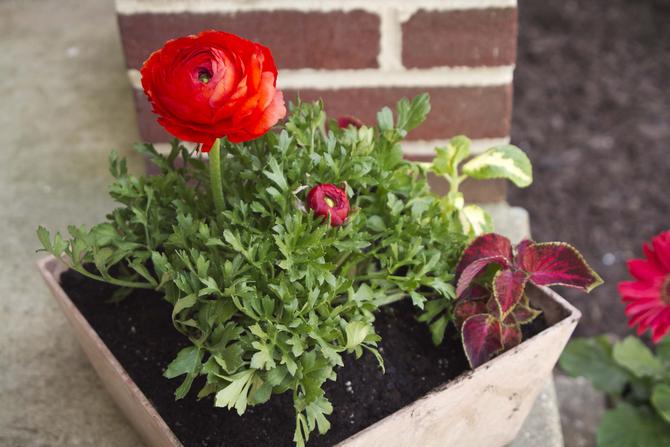 Der Gartenhahnenfuß passt gut in ein Blumenbeet mit verschiedenen Pflanzen.