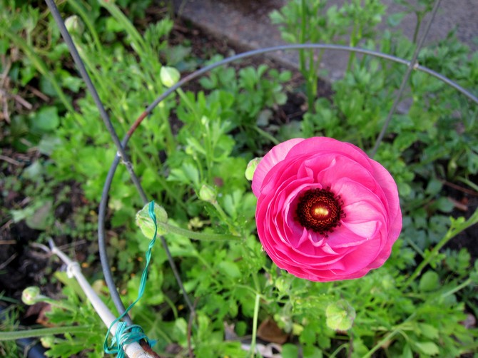 Butterblumenpflege im Freien