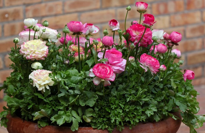 Butterblumenblumen - Pflanzen und Pflege. Butterblume im Garten anbauen, wann und wie man pflanzt. Nachbildung eines Gartenhahnenfußes