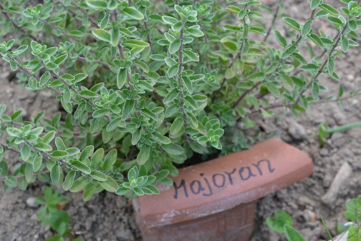 Voksende merian