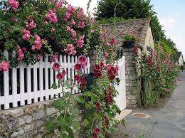 שתילת מלאי ורדים בבקתת קיץ צריכה להתבצע במזג אוויר חם, כאשר כל הכפור של הסתיו כבר חלף.