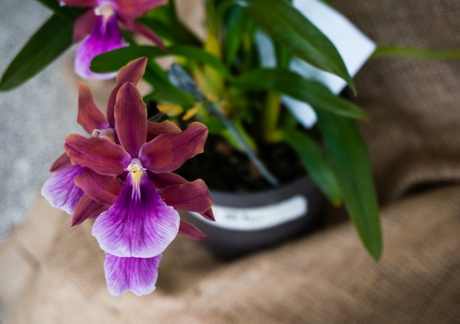 Miltonia Pflege zu Hause