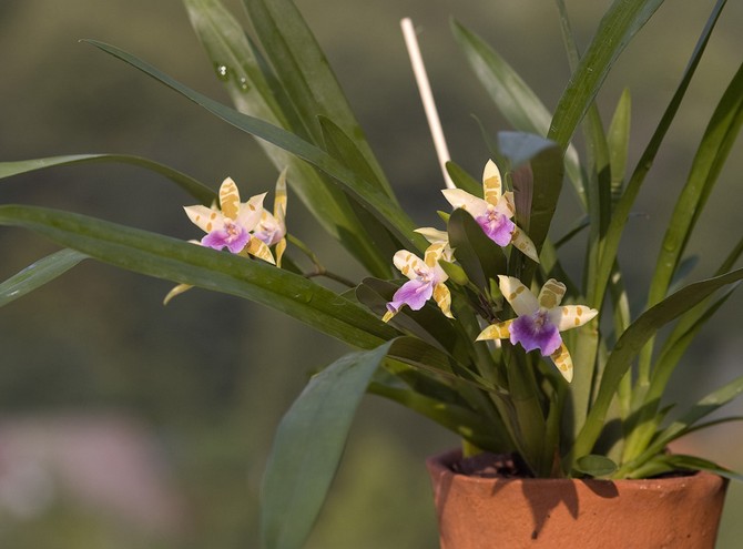 Miltonia wächst gut und erfreut mit ihrer Blüte bei einer ausreichend hohen Luftfeuchtigkeit - etwa 60-80%.