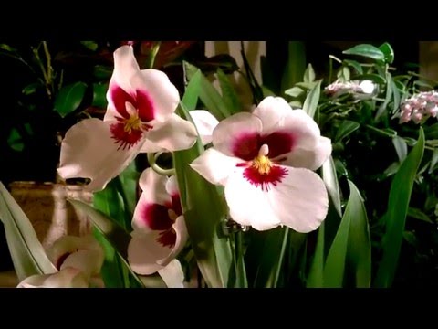 Miltonia Orchideenpflege
