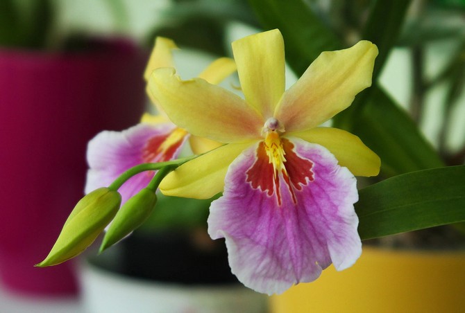 Miltonia - häusliche Pflege. Miltonia Orchideenzucht, Transplantation und Reproduktion. Beschreibung, Typen. Foto