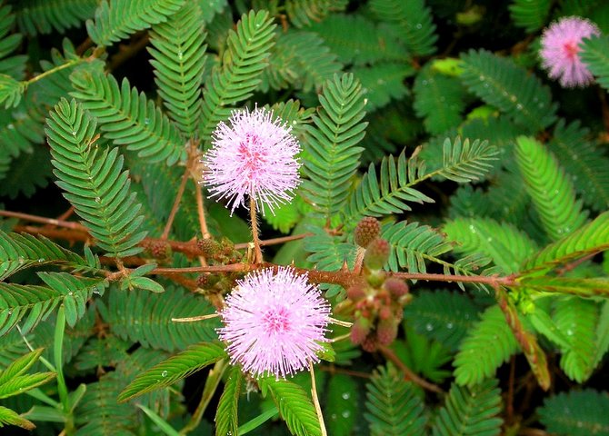 Die Pflanze ist ein kleiner Strauch mit kleinen kugelförmigen Blüten, deren Blätter denen eines Farns ähneln.