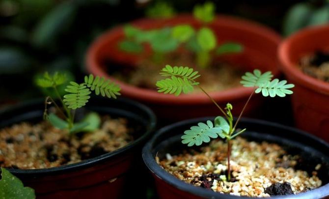 Reproduktion von schüchternen Mimosen