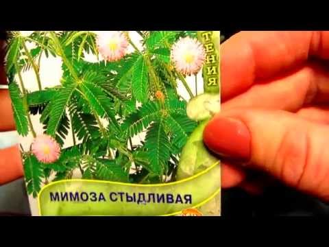 Mimose schüchtern - NEEDLESS