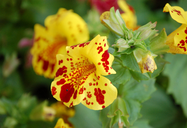 Beliebte Arten von Mimulus