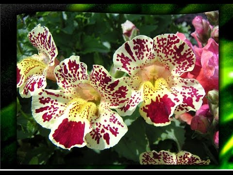 Wie man Mimulus mit Samen pflanzt