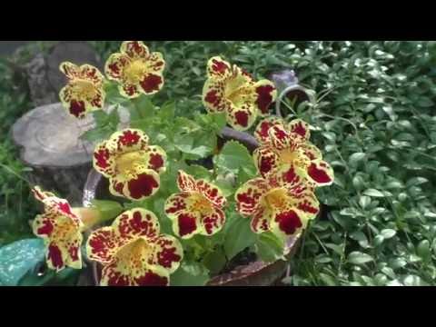 Mein Mimulus (Lippenstift) blüht, Wunder!