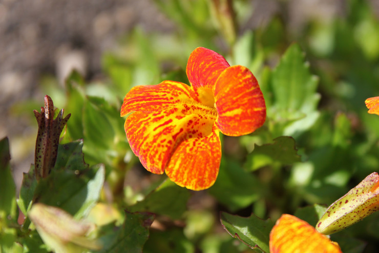 Mimulus oder Lippenstift - Pflanzen und Pflegen im Freiland. Züchten von Mimulus aus Samen im Garten und zu Hause. Beschreibung, Typen. Foto