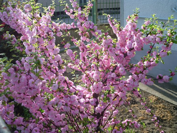 Mandeln im Garten pflegen