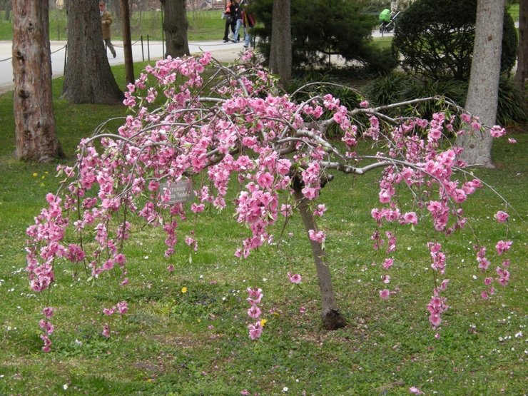 Niedrige Mandeln erfreuen Blumenzüchter mit reichlicher und sehr schöner Blüte