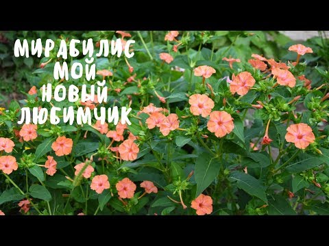 MIRABILIS היא חיית המחמד החדשה שלי. הפרחים שלי. הניסיון שלי.