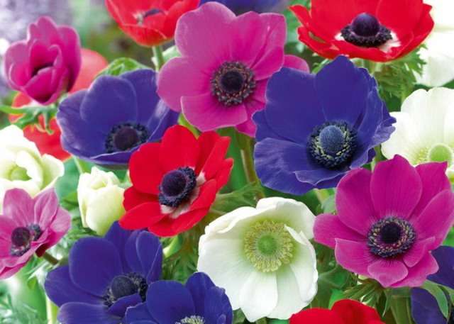 Anemone (anemone) on taudille kestävä kukka eikä vaadi erityistä hoitoa. Tärkeintä on istuttaa hyvin lannoitettuun maahan.